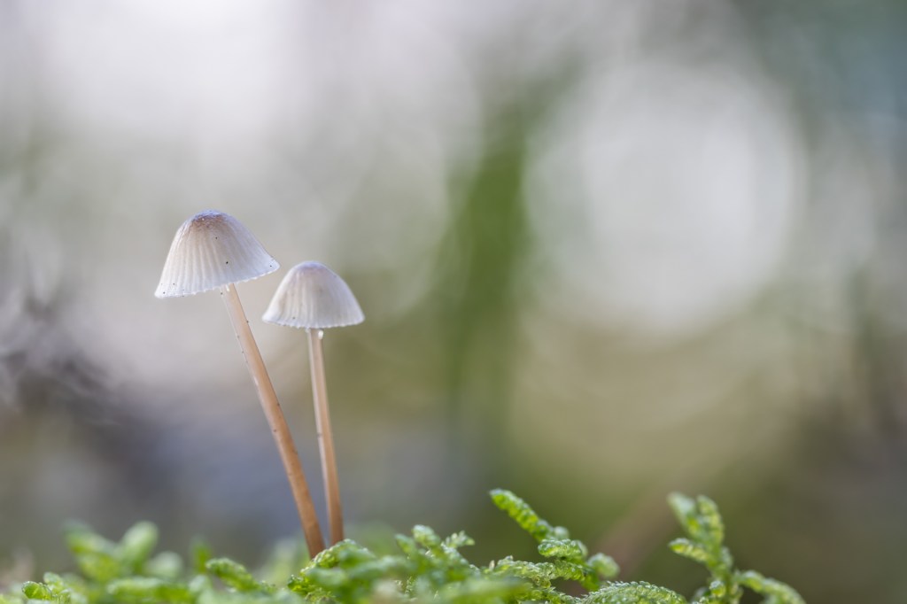 Macrofotografie, workshop met Myriam&nbsp;Vos