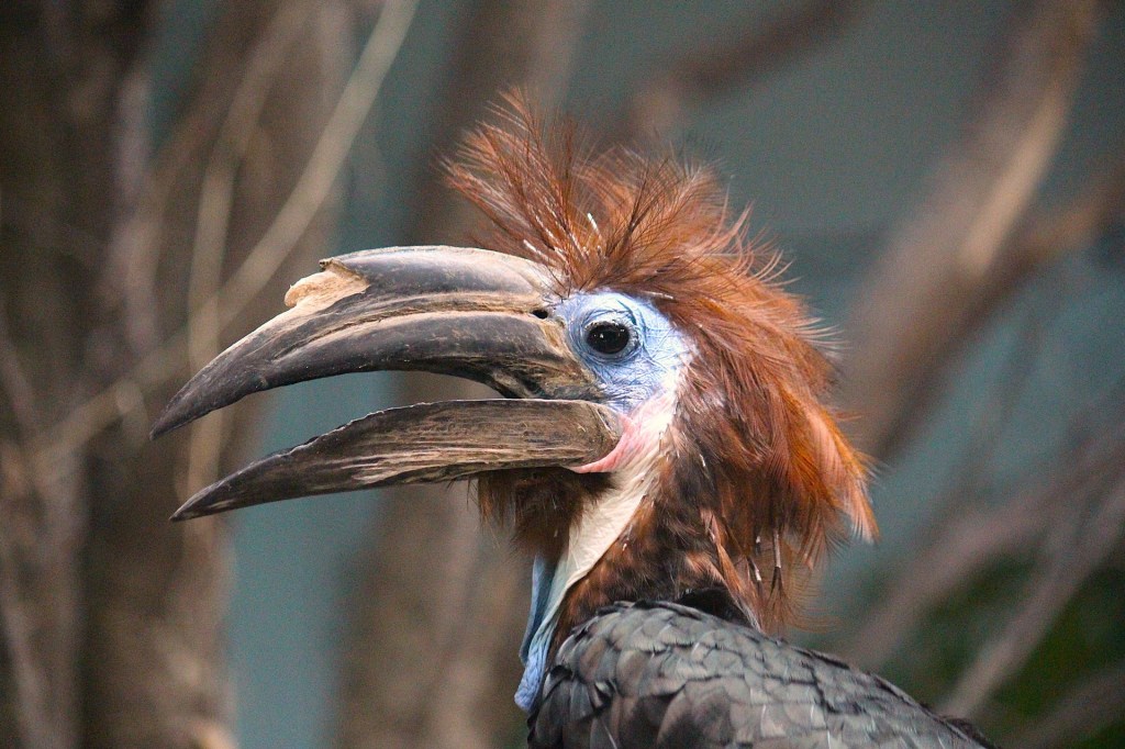 Cynthia van Rennes –&nbsp;Jonkers